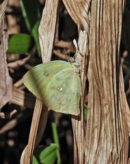 Phoebis neocypris neocypris