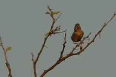Melaniparus fringillinus