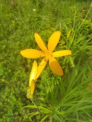 Hemerocallis middendorffii