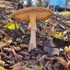 Amanita muscaria