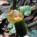 Costus dirzoi - Photo (c) Alexis López Hernández, some rights reserved (CC BY), uploaded by Alexis López Hernández
