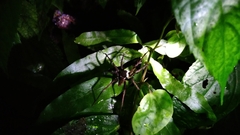 Dolomedes raptor