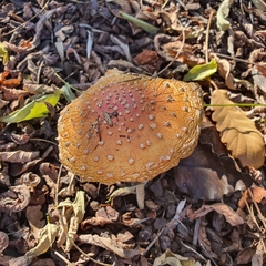 Amanita muscaria
