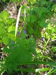 Geranium pseudosibiricum