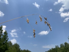 Festuca paradoxa