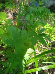 Geranium pseudosibiricum