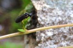 Aneugmenus padi