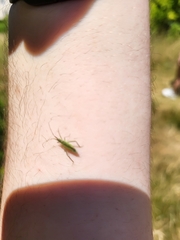 Megaloceroea recticornis