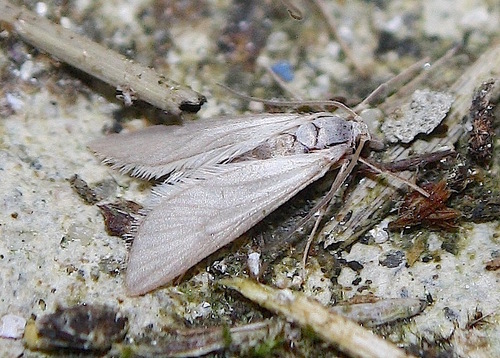 Acentria ephemerella