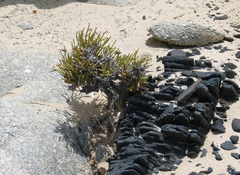 Arthraerua leubnitziae