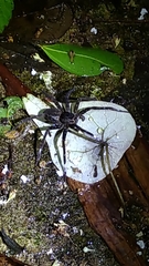 Dolomedes raptor