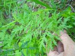 Artemisia armeniaca