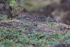 Uraeginthus bengalus