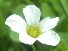 Oxalis alpina