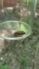 Pseudacris crucifer