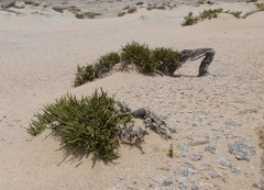 Arthraerua leubnitziae