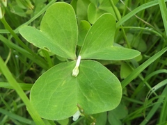 Oxalis alpina