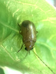 Sinoluperus subcostatus