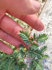 Tribulus terrestris