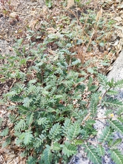 Tribulus terrestris
