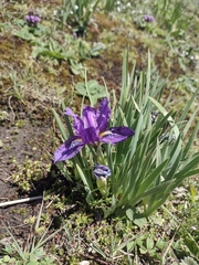 Iris kemaonensis