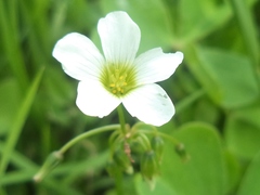 Oxalis alpina