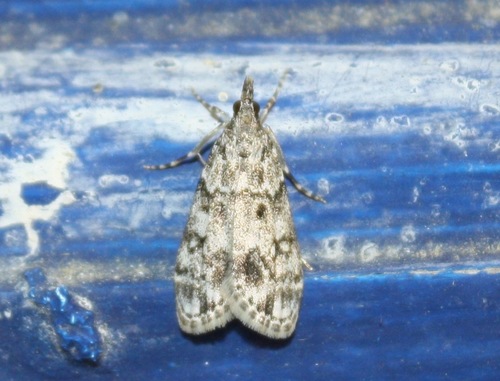 Eudonia lacustrata