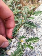 Tribulus terrestris