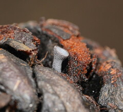 Banksiamyces macrocarpus