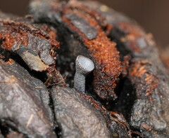 Banksiamyces macrocarpus