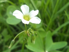 Oxalis alpina