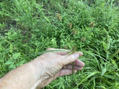 Cyperus plukenetii