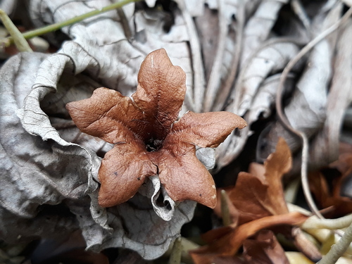 Cordia megalantha - Whole tree