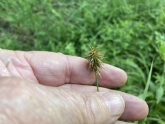 Cyperus plukenetii