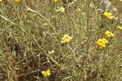 Helichrysum stoechas