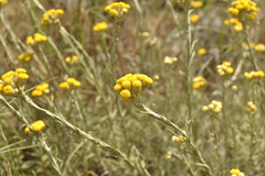 Helichrysum stoechas