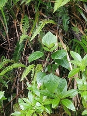 Ageratina adenophora image