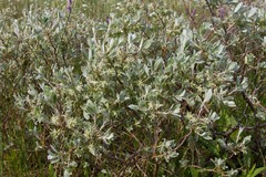 Salix brachycarpa brachycarpa