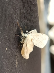 Cerura