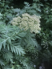 Tanacetum macrophyllum