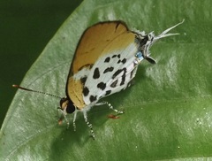 Araotes lapithis