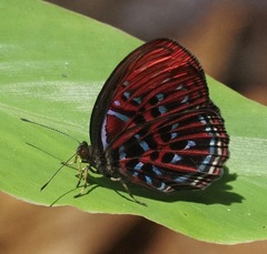 Paralaxita damajanti