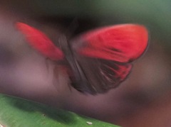 Paralaxita damajanti