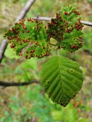 Eriophyes alniincanae