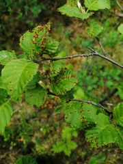 Eriophyes alniincanae