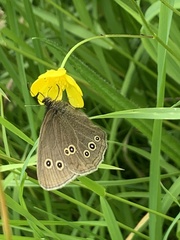 Aphantopus hyperantus