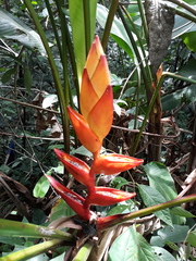 Heliconia uxpanapensis, photograph (c) Alexis López Hernández, some rights reserved (CC BY)