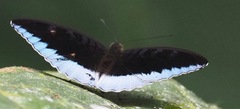 Tanaecia iapis