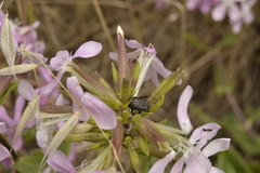 Oxythyrea funesta