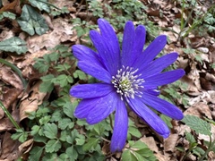 Anemonoides apennina